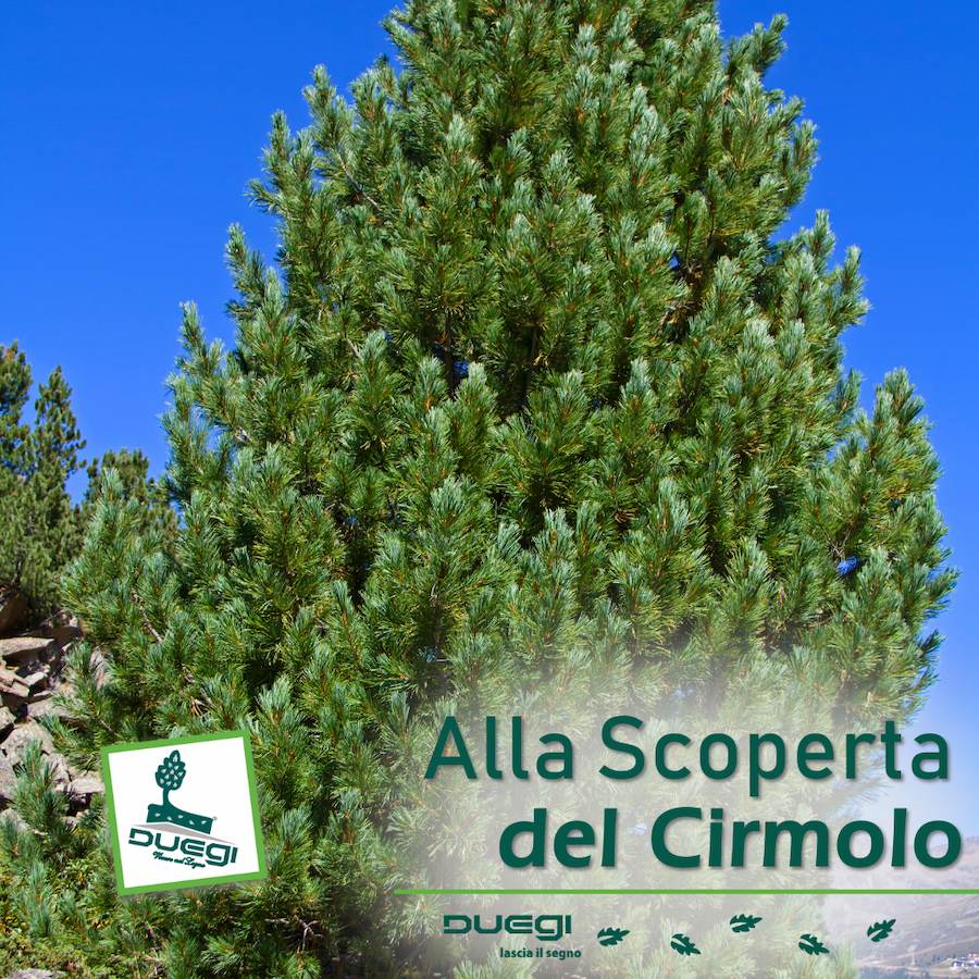 Il Pino Cembro "Cirmolo": Un Legno Pregiato per la Falegnameria