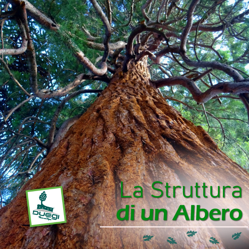 La struttura di un albero 
