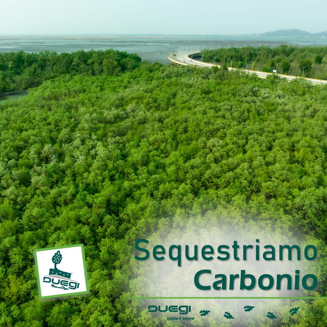 Legno e “sequestro” di Carbonio