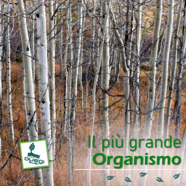 Il più grande organismo del Pianeta
