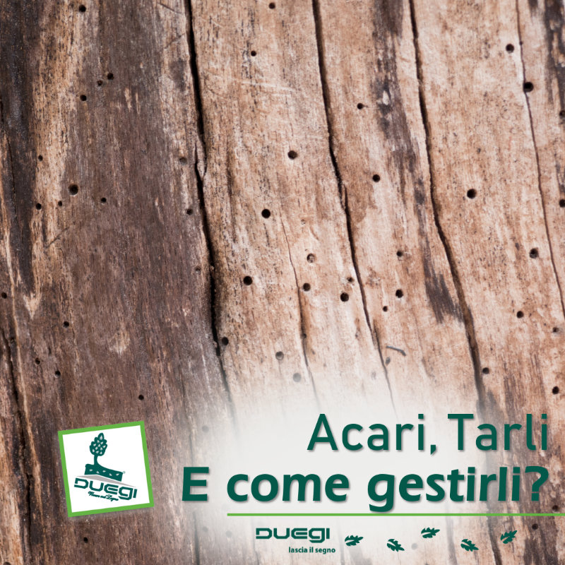 Come eliminare i tarli dal legno?