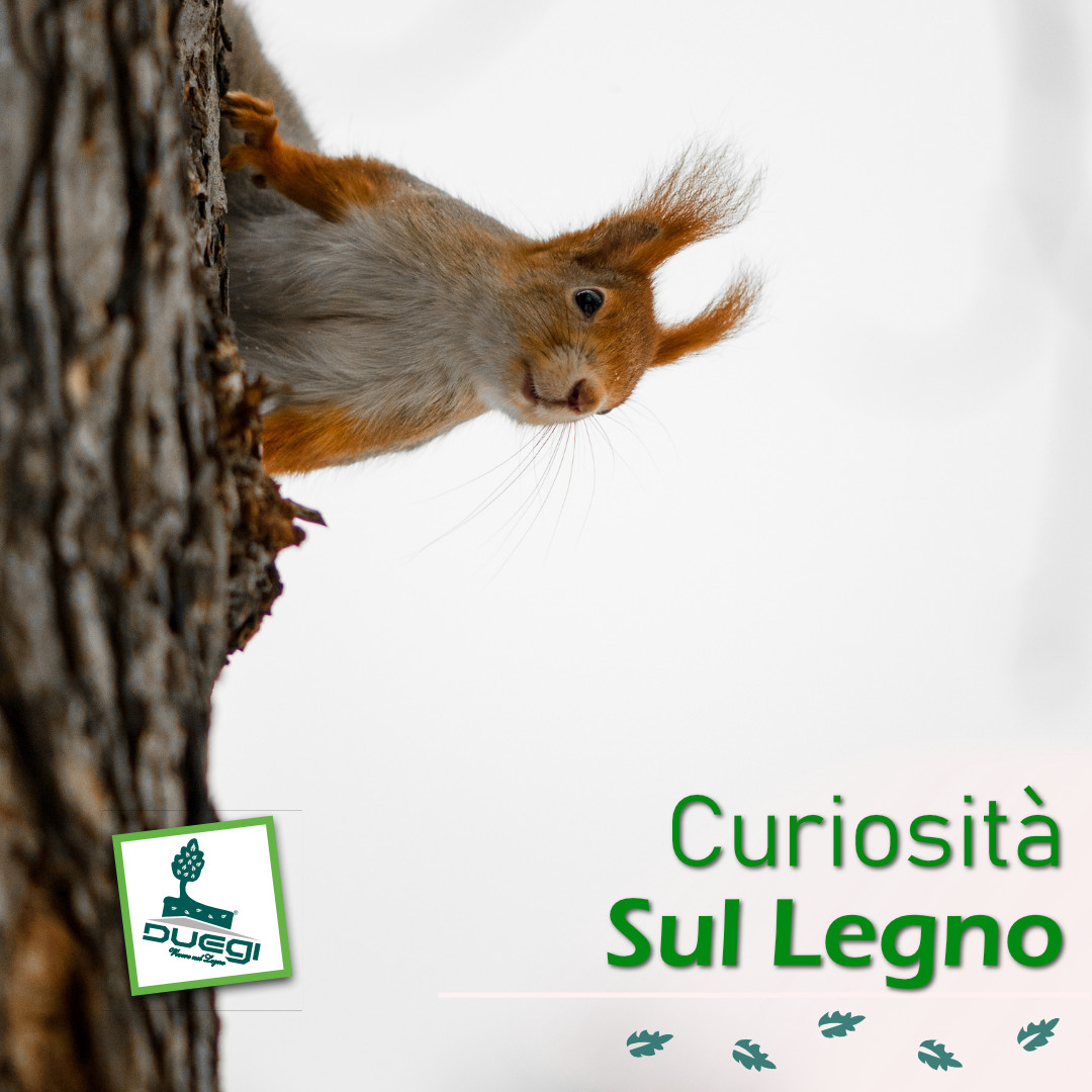 Alcune curiosità sul legno