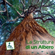 La struttura di un albero